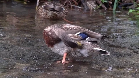 Duck in water cleaning feathers Video stock 87765712