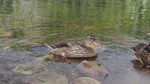 Duck in a water cleaning itself Stock Footage 52719281