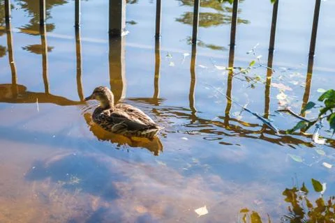 Duck in the water, close-up. Stock Photos