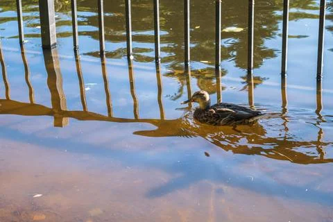 Duck in the water, close-up. Stock Photos