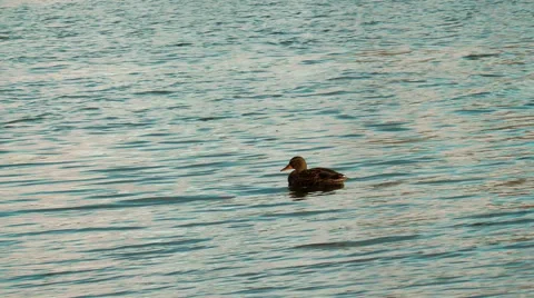 Duck water decline 動画素材 43205226