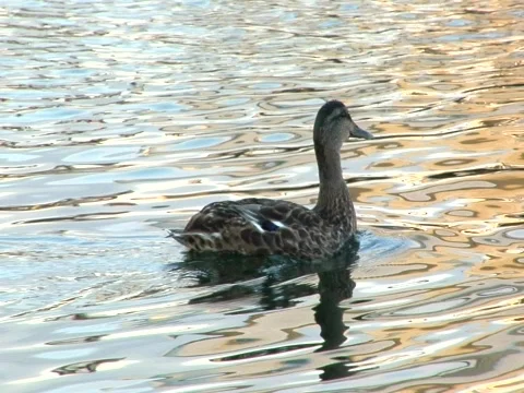 Duck on the water Video stock 323423