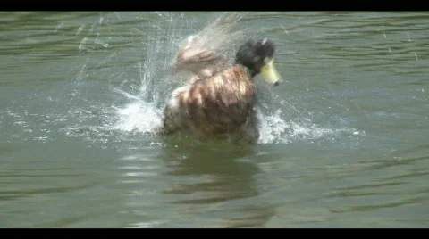 Duck in Water Video stock 692460