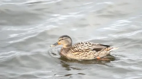 Duck on water Stock Footage 10858730