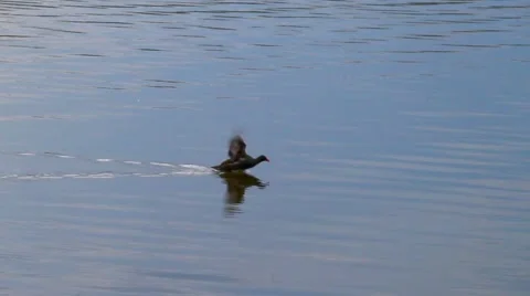 Duck on the water Stockbeeldmateriaal 40675979