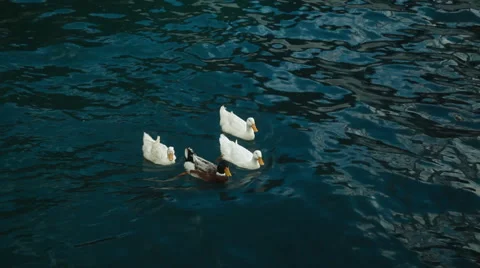 Duck on the water Stock Footage 41144182