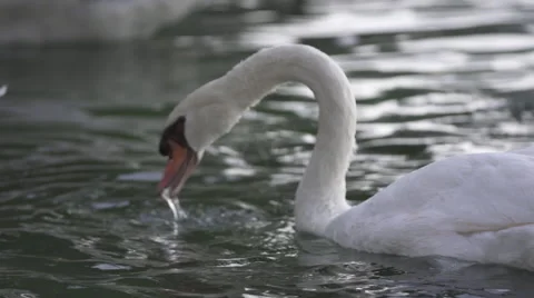 Duck In Water 스톡 동영상 47467020