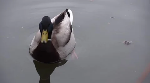 Duck on Water Video stock 48835867