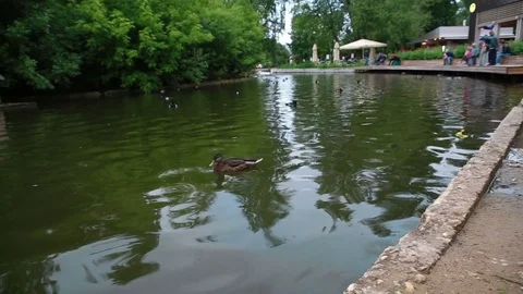 Duck on the water Stock Footage 77764178