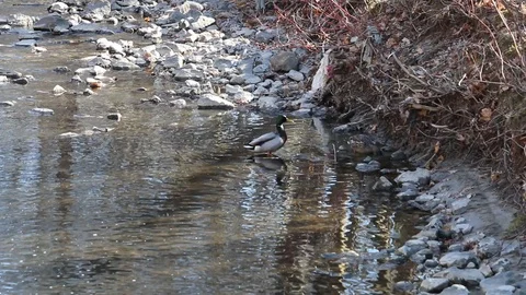 Duck in the water Video stock 87356270