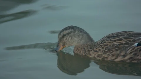 Duck in the Water Stock Footage 90149418