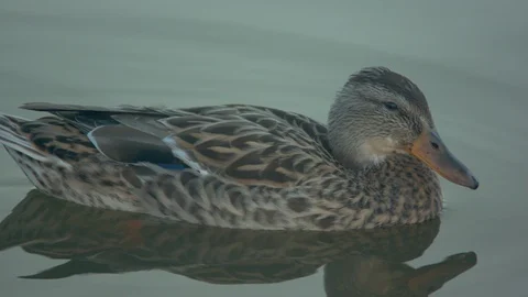 Duck in the Water Stock Footage 90150190