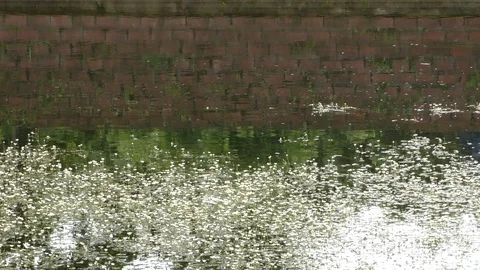 A duck in the water Stock Footage 129579936