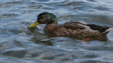 Duck on water Stock Footage 158061027