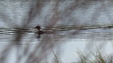Duck on the water. Stock Footage 194031911
