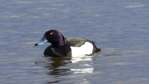 Duck on the water 動画素材 197048107