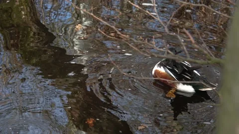 Duck in the water Video stock 237534840