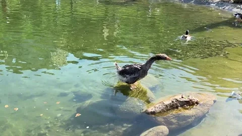Duck on the water Stock Footage 275038473