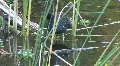 Duck In The Water By Grass HD Footage