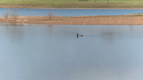 Duck on water HD Stock Footage 5979865