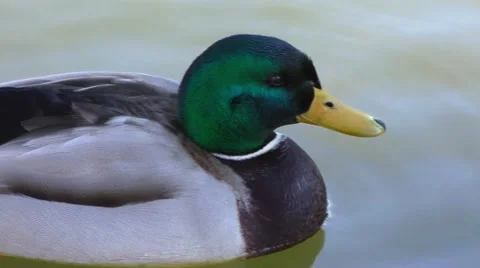 Duck in water of lake Stock Footage 47855892