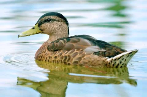 Duck on water Stock Photos