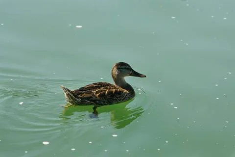 Duck on the water Stock Photos