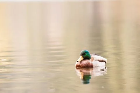 Duck on water Stock Photos