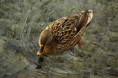 Duck in the water Stock Photos
