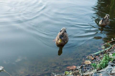 Duck on the water Stock Photos