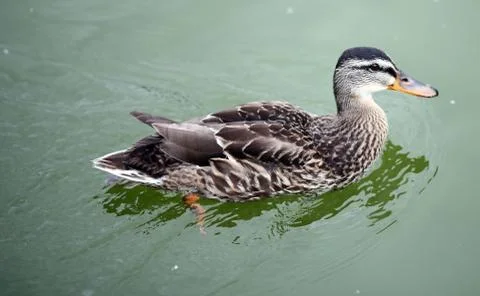 Duck in the water Foto stock