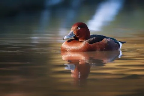 Duck in the water Stock Photos