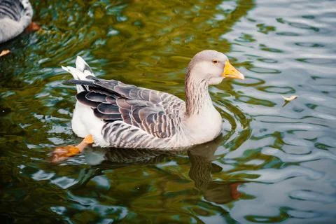 Duck on water Stock Photos