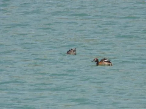 Duck in water Stock Photos
