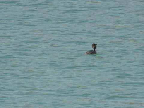 Duck in water Stock Photos