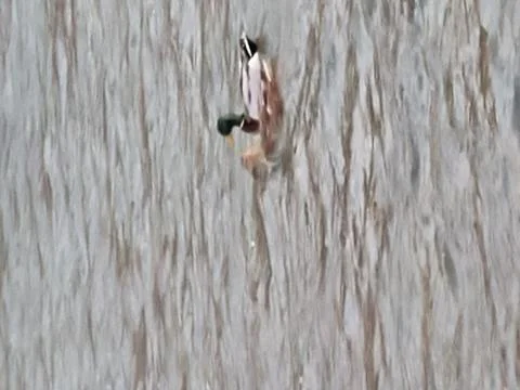 Duck in water Stock Photos