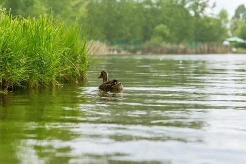 Duck in the water. Foto stock