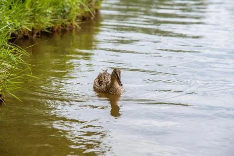 Duck in the water. Stock Photos