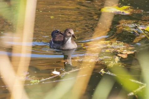 Duck in the water Stock Photos