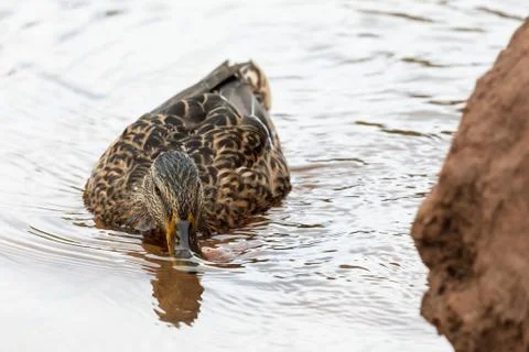 Duck in the water Stock Photos