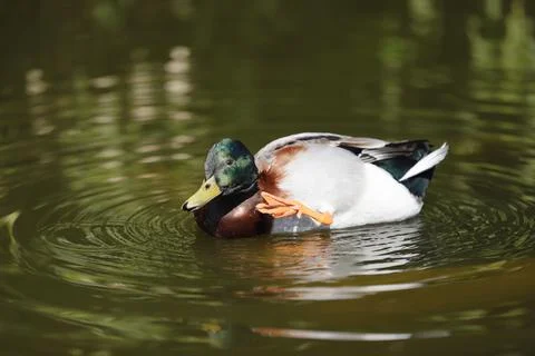 Duck on the water Stock Photos