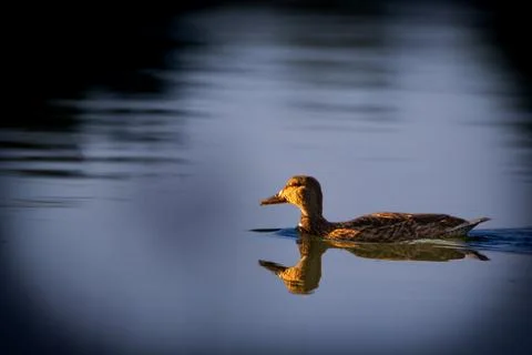 Duck on the water Stock Photos