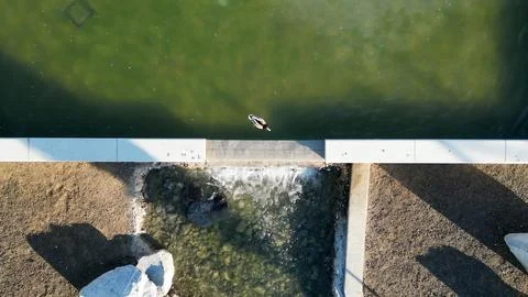 Duck In Water Foto stock
