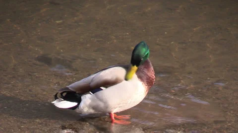 A duck in water of river Stock Footage 36301252