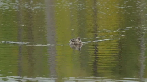 Duck in the water, slow motion. Common pochard, Aythya ferina. Stock Footage 101636697