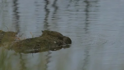 Duck in the water, slow motion. Stock Footage 101637337