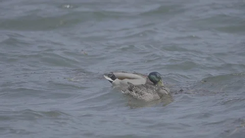 Duck in water in slowmotion 動画素材 107161139