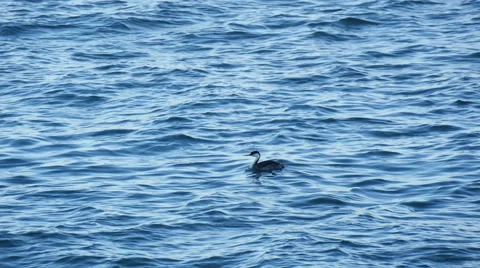 Duck on the water surface Stock Footage 51727281