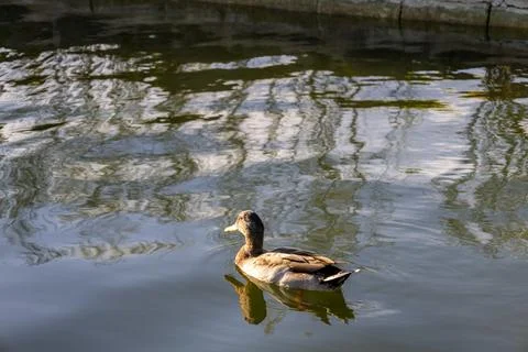 Duck in the water while sun is glowing it's front. Stock Photos