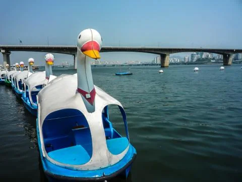 Duck watercycle 스톡 사진